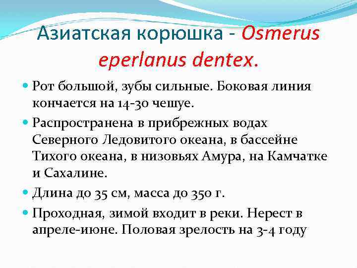 Азиатская корюшка - Osmerus eperlanus dentex. Рот большой, зубы сильные. Боковая линия кончается на