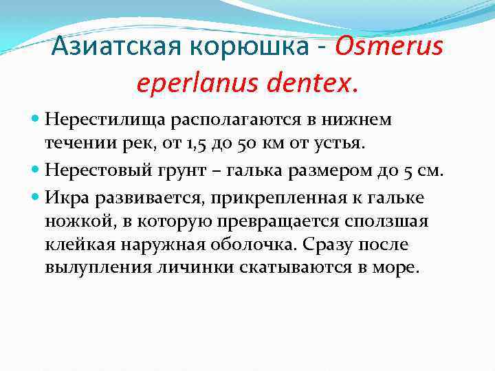 Азиатская корюшка - Osmerus eperlanus dentex. Нерестилища располагаются в нижнем течении рек, от 1,