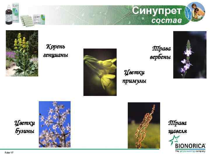 Синупрет состав Корень генцианы Трава вербены Цветки примулы Цветки бузины Folie 17 Трава щавеля