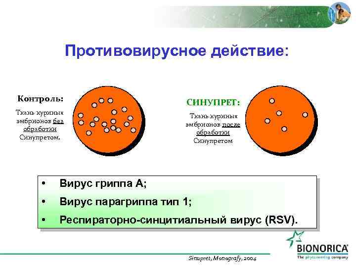 Противовирусное действие: Контроль: Ткань куриных эмбрионов без обработки Синупретом. СИНУПРЕТ: Ткань куриных эмбрионов после