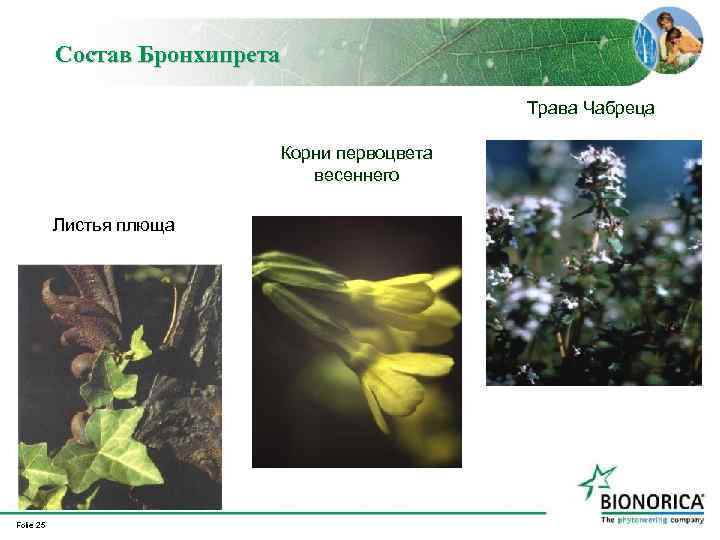 Состав Бронхипрета Трава Чабреца Корни первоцвета весеннего Листья плюща Folie 25 