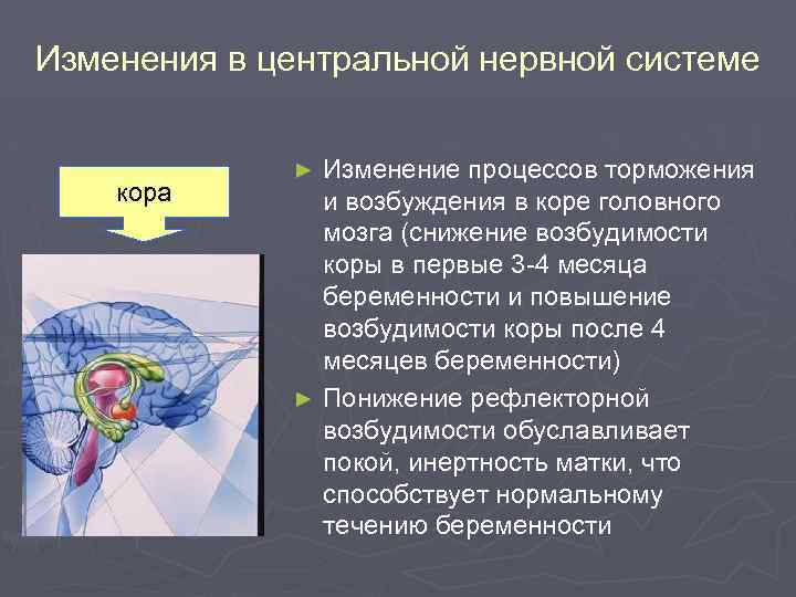 Изменения в центральной нервной системе кора Изменение процессов торможения и возбуждения в коре головного