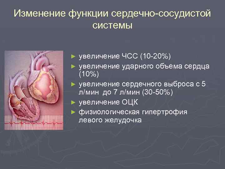 Изменение функции сердечно-сосудистой системы ► ► ► увеличение ЧСС (10 -20%) увеличение ударного объема