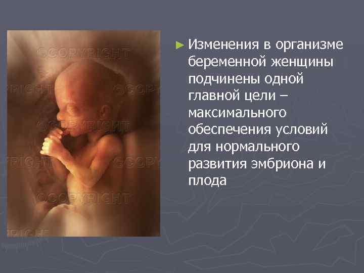 ► Изменения в организме беременной женщины подчинены одной главной цели – максимального обеспечения условий