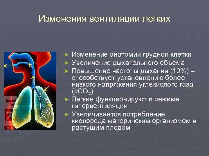 Изменения вентиляции легких Изменение анатомии грудной клетки Увеличение дыхательного объема Повышение частоты дыхания (10%)