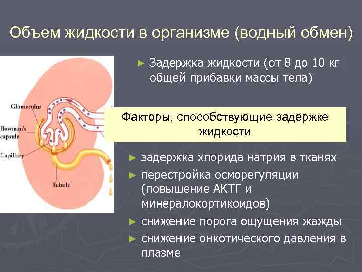 Объем жидкости в организме (водный обмен) ► Задержка жидкости (от 8 до 10 кг