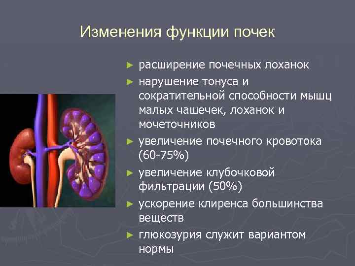 Изменения функции почек расширение почечных лоханок ► нарушение тонуса и сократительной способности мышц малых