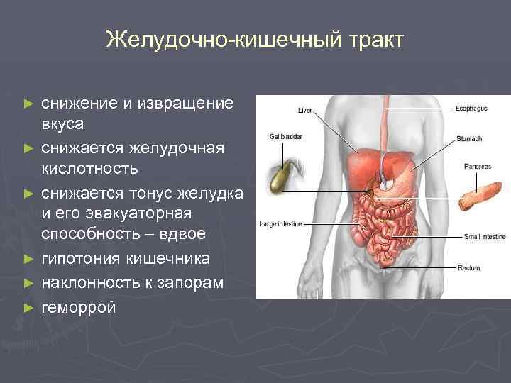 Желудочно-кишечный тракт ► ► ► снижение и извращение вкуса снижается желудочная кислотность снижается тонус