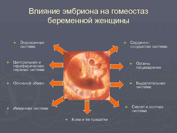 Влияние эмбриона на гомеостаз беременной женщины ► Эндокринная система ► Центральная и периферическая нервная