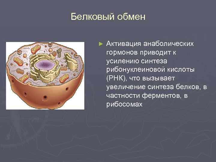 Белковый обмен ► Активация анаболических гормонов приводит к усилению синтеза рибонуклеиновой кислоты (РНК), что