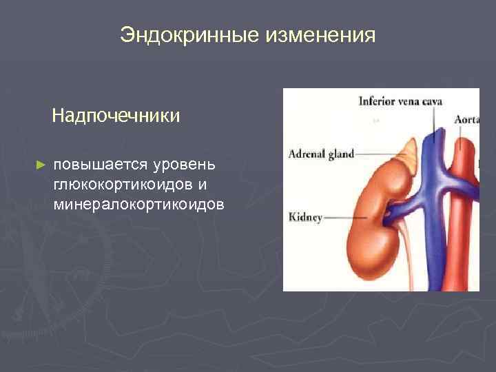 Эндокринные изменения Надпочечники ► повышается уровень глюкокортикоидов и минералокортикоидов 