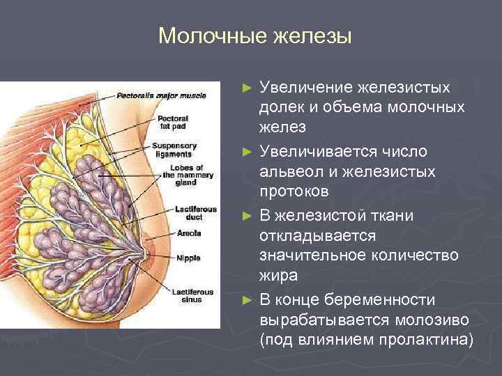 Молочные железы Увеличение железистых долек и объема молочных желез ► Увеличивается число альвеол и