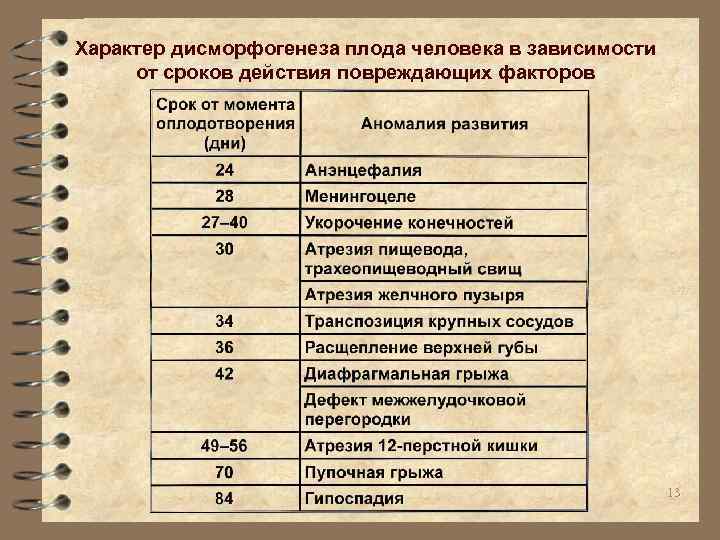 Характер дисморфогенеза плода человека в зависимости от сроков действия повреждающих факторов 13 