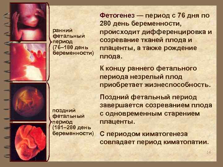 Фетогенез — период с 76 дня по 280 день беременности, ранний происходит дифференцировка и