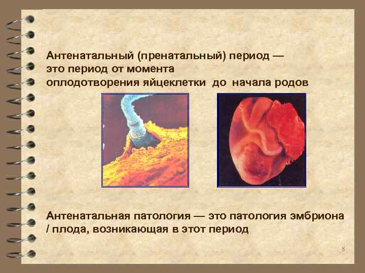 Антенатальный (пренатальный) период — это период от момента оплодотворения яйцеклетки до начала родов Антенатальная