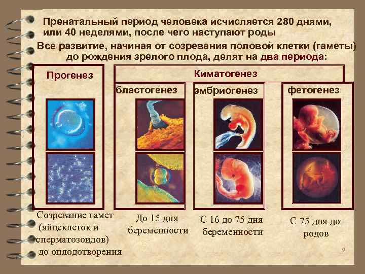 Пренатальный период человека исчисляется 280 днями, или 40 неделями, после чего наступают роды Все
