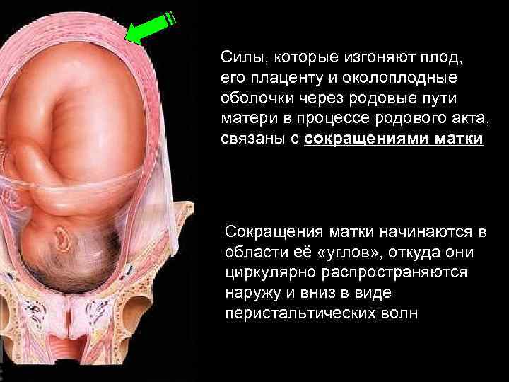 Силы, которые изгоняют плод, его плаценту и околоплодные оболочки через родовые пути матери в