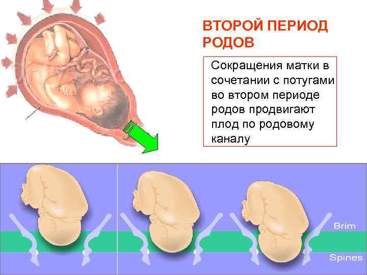 Шейка матки перед родами фото