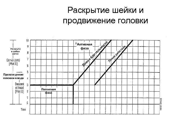 ти Раскрытие шейки и продвижение головки я Ли ни я Прохож-дение головки плода Латентная