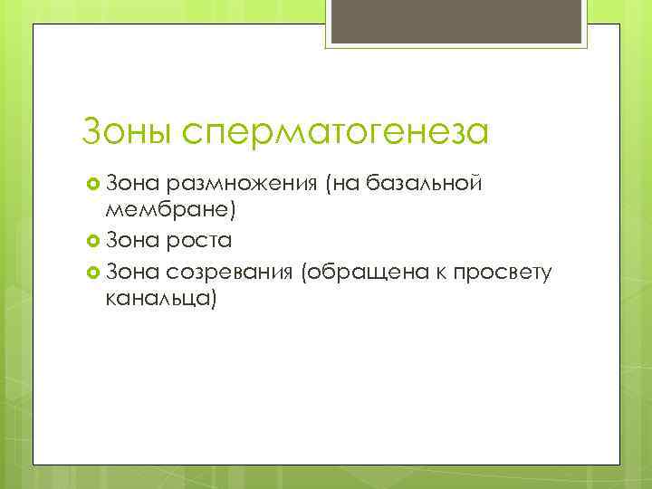 Зоны сперматогенеза Зона размножения (на базальной мембране) Зона роста Зона созревания (обращена к просвету