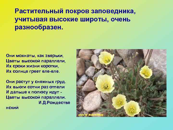 Растительный покров заповедника, учитывая высокие широты, очень разнообразен. Они мохнаты, как зверьки, Цветы высокой