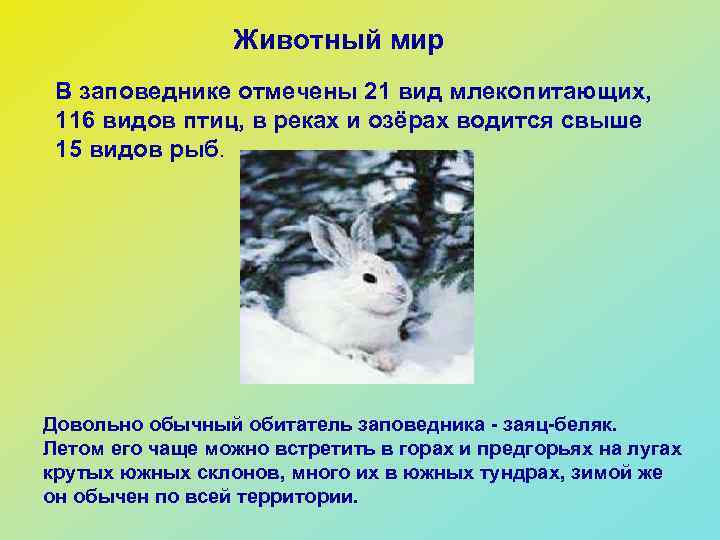 Животный мир В заповеднике отмечены 21 вид млекопитающих, 116 видов птиц, в реках и