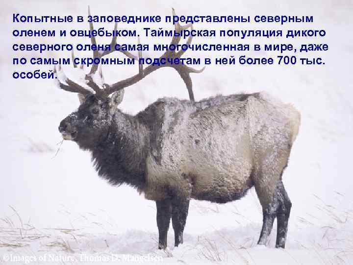 Копытные в заповеднике представлены северным оленем и овцебыком. Таймырская популяция дикого северного оленя самая