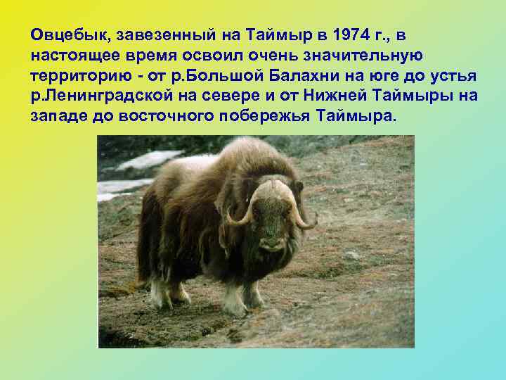 Овцебык, завезенный на Таймыр в 1974 г. , в настоящее время освоил очень значительную