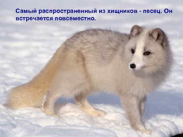 Самый распространенный из хищников - песец. Он встречается повсеместно. 