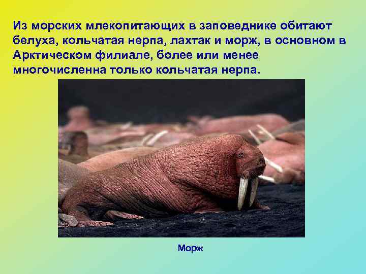 Из морских млекопитающих в заповеднике обитают белуха, кольчатая нерпа, лахтак и морж, в основном