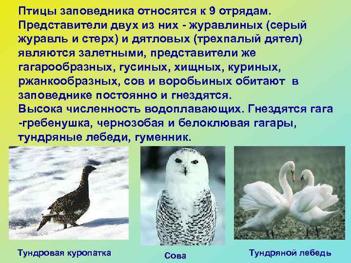 Птицы заповедника относятся к 9 отрядам. Представители двух из них - журавлиных (серый журавль