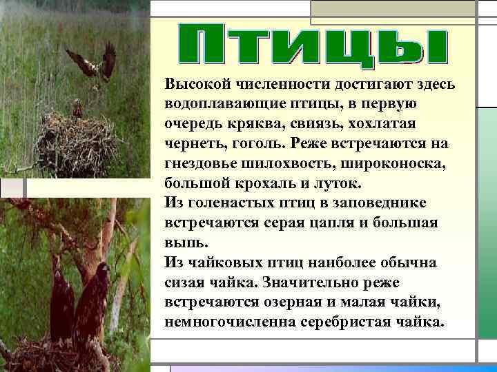 Высокой численности достигают здесь водоплавающие птицы, в первую очередь кряква, свиязь, хохлатая чернеть, гоголь.