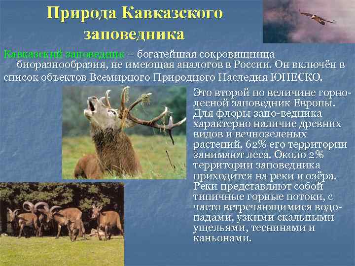 Природа Кавказского заповедника Кавказский заповедник – богатейшая сокровищница биоразнообразия, не имеющая аналогов в России.