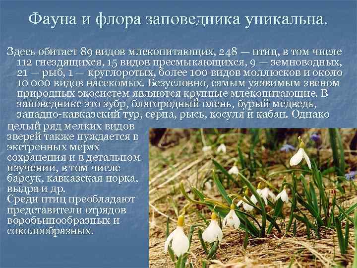 Фауна и флора заповедника уникальна. Здесь обитает 89 видов млекопитающих, 248 — птиц, в