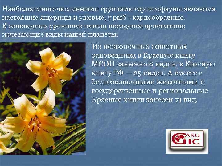 Наиболее многочисленными группами герпетофауны являются настоящие ящерицы и ужевые, у рыб - карпообразные. В