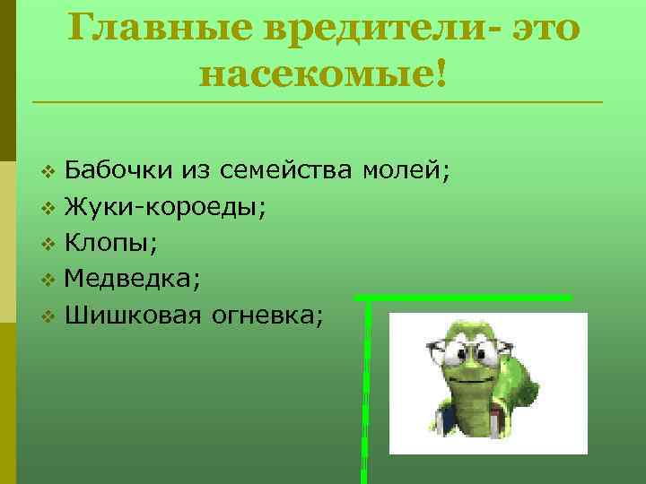 Главные вредители- это насекомые! Бабочки из семейства молей; v Жуки-короеды; v Клопы; v Медведка;