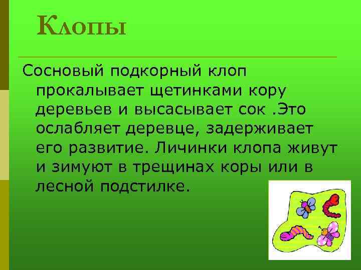 Клопы Сосновый подкорный клоп прокалывает щетинками кору деревьев и высасывает сок. Это ослабляет деревце,