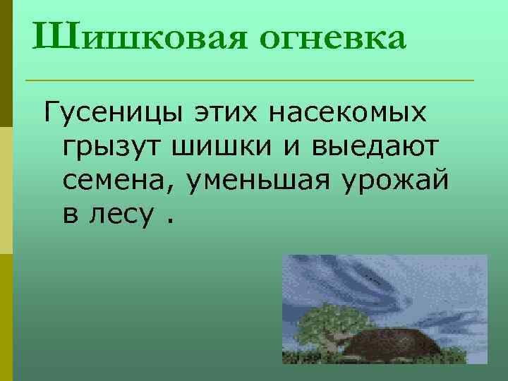 Шишковая огневка Гусеницы этих насекомых грызут шишки и выедают семена, уменьшая урожай в лесу.