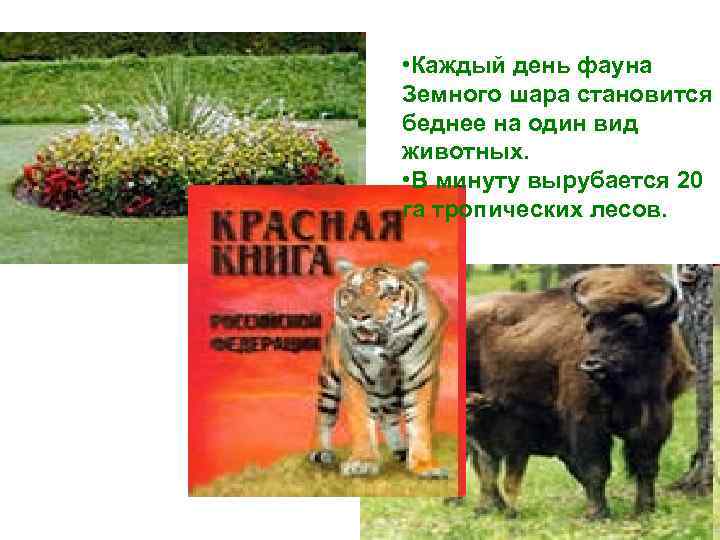  • Каждый день фауна Земного шара становится беднее на один вид животных. •