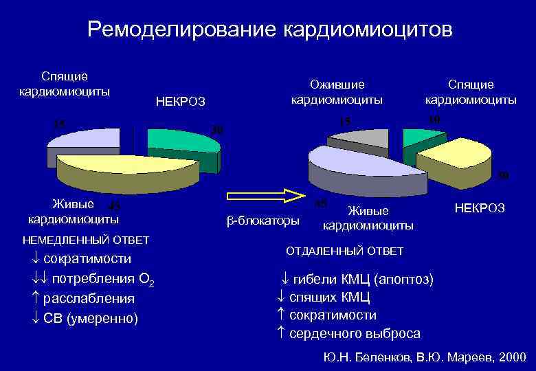 Ремоделирование кардиомиоцитов Спящие кардиомиоциты Живые кардиомиоциты НЕМЕДЛЕННЫЙ ОТВЕТ сократимости потребления О 2 расслабления СВ