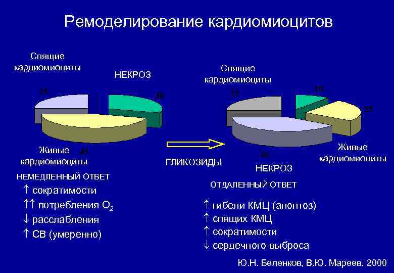 Ремоделирование кардиомиоцитов Спящие кардиомиоциты Живые кардиомиоциты НЕМЕДЛЕННЫЙ ОТВЕТ сократимости потребления О 2 расслабления СВ