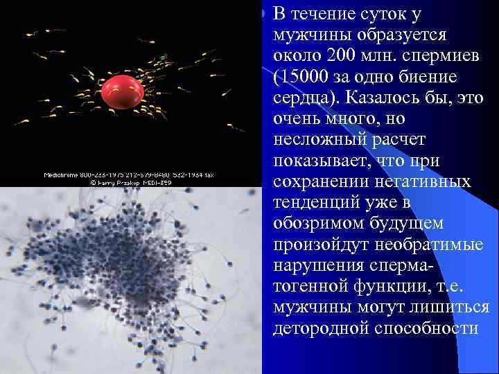 l В течение суток у мужчины образуется около 200 млн. спермиев (15000 за одно