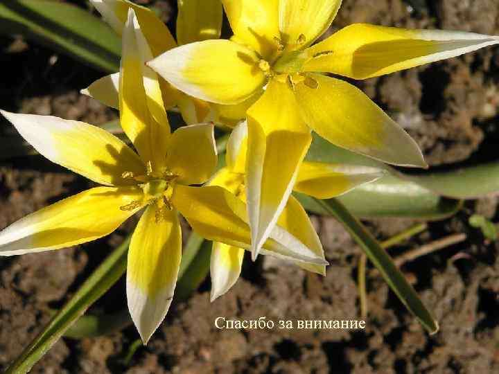 Спасибо за внимание 