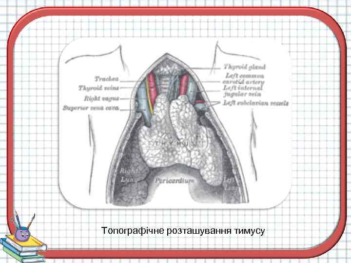 Топографічне розташування тимусу 
