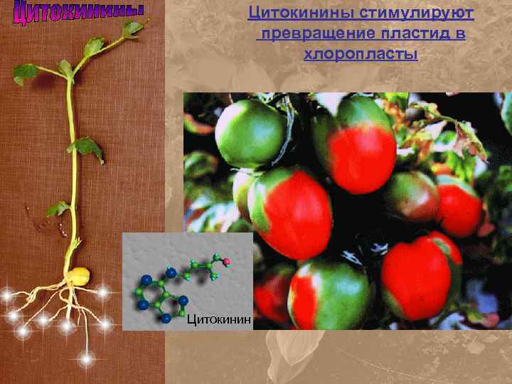 Спиртное синклера как попасть биошок