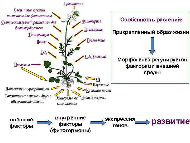 Особенность растений: Прикрепленный образ жизни Морфогенез регулируется факторами внешней среды внешние факторы внутренние факторы