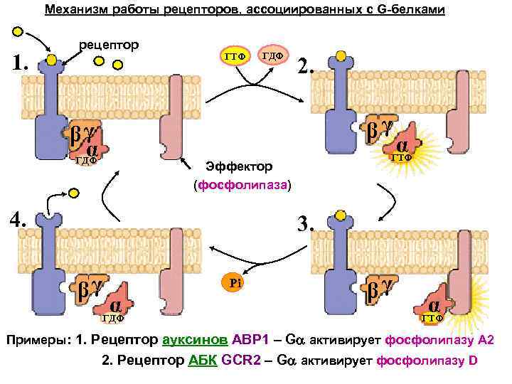 Механизм работы рецепторов, ассоциированных с G-белками 1. рецептор ГТФ ГДФ 2. βγ βγ α