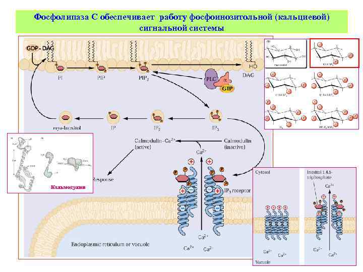 Фосфолипаза С обеспечивает работу фосфоинозитольной (кальциевой) сигнальной системы Кальмодулин 