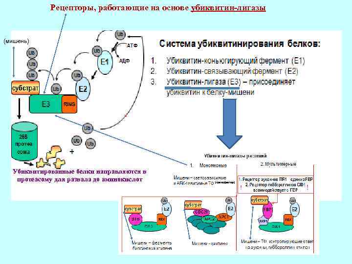 Рецепторы, работающие на основе убиквитин-лигазы (мишень) Убиквитированные белки направляются в протеасому для развала до
