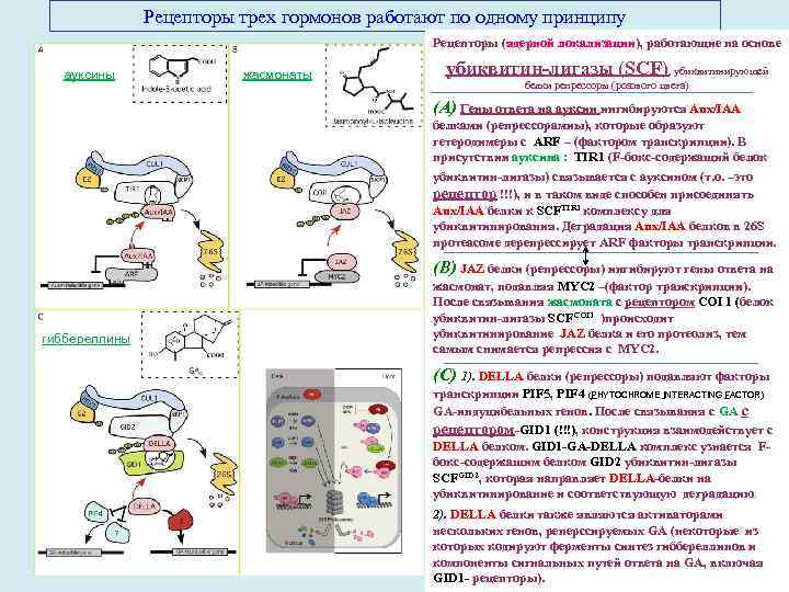 Рецепторы трех гормонов работают по одному принципу Рецепторы (ядерной локализации), работающие на основе ауксины